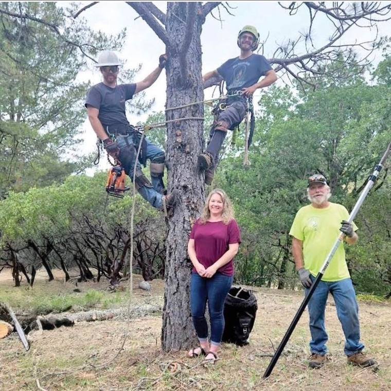 Two Marvin's Garden climbers in harnesses on a pine trunk with crew members below after a pruning job in Lake County, CA