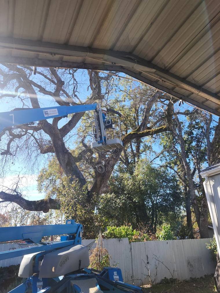 Arborist in a boom lift pruning a large oak tree beside a metal barn roof in Mendocino County, CA